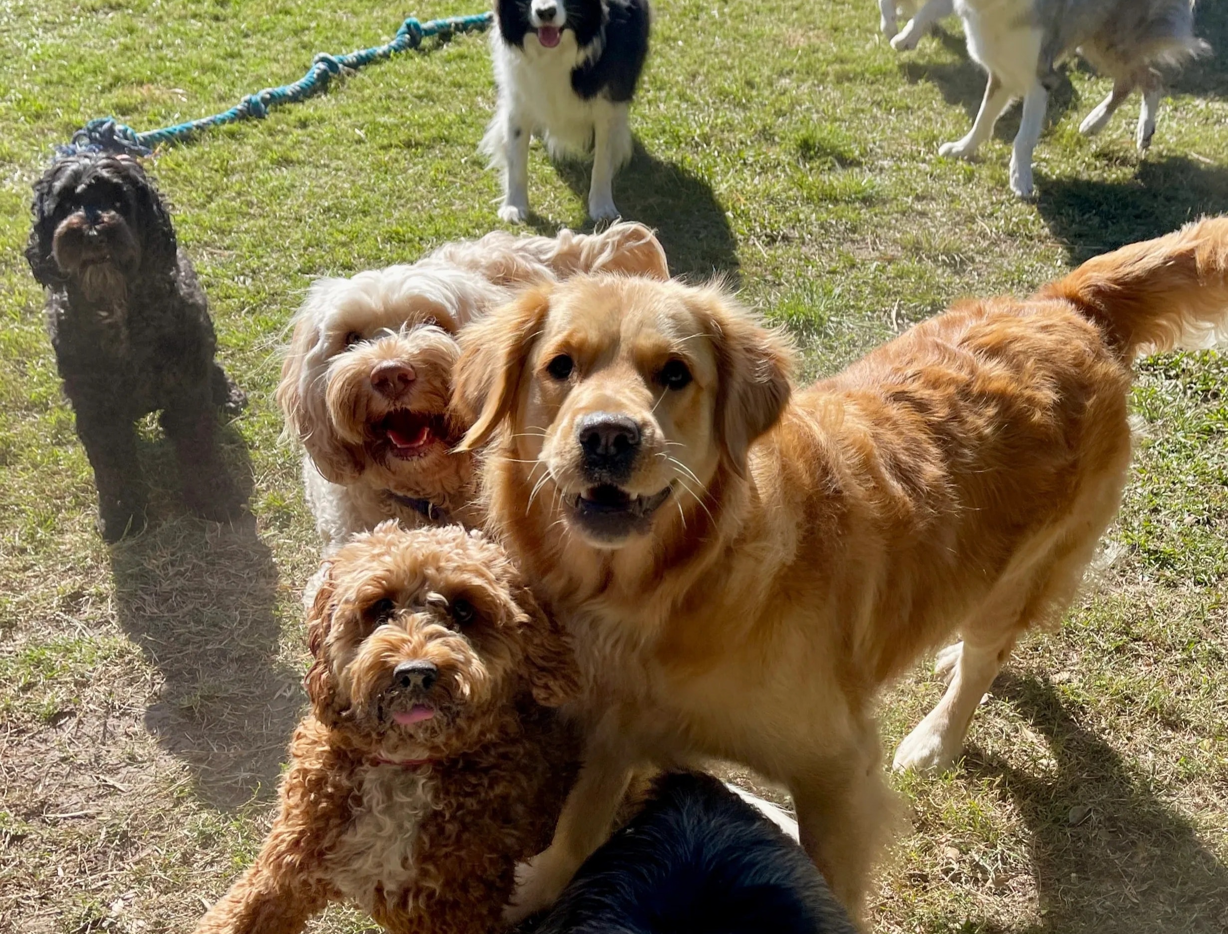 Dogs running and playing on the grass