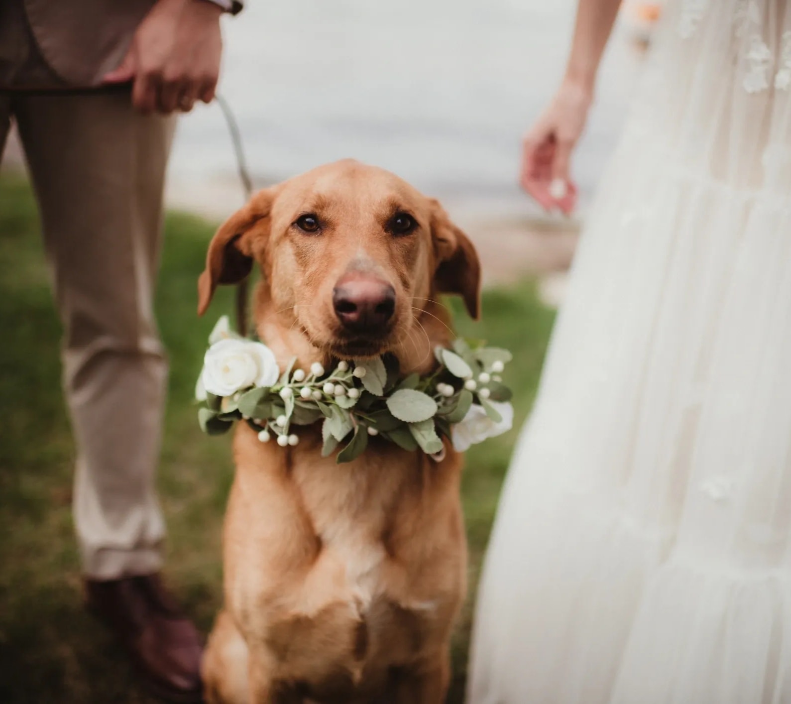 Dog care details in a welcoming home