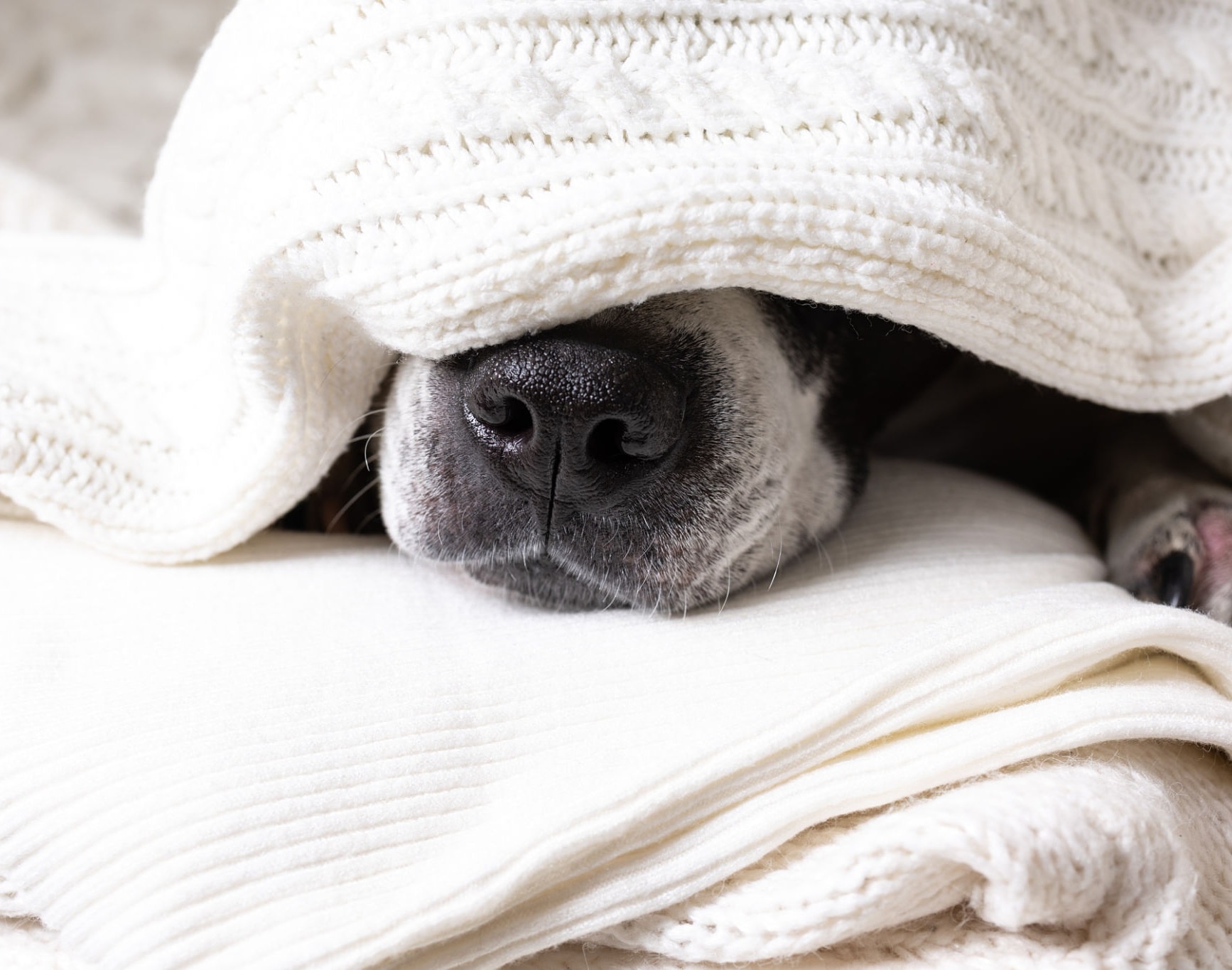 Dog resting cozily under a blanket